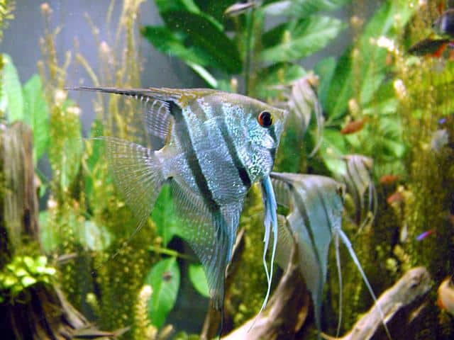 Freshwater angelfish (Pterophyllum scalare) at the Montreal Biodome