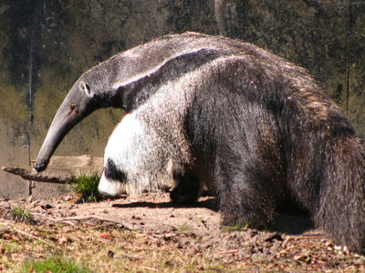 A Myrmecophaga Tridactyla