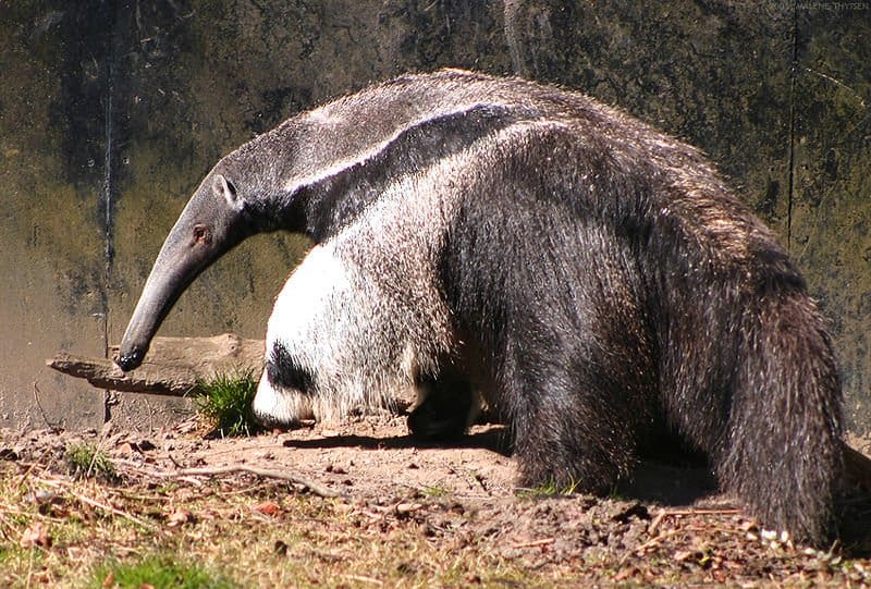 Giant anteater in a zoo setting
