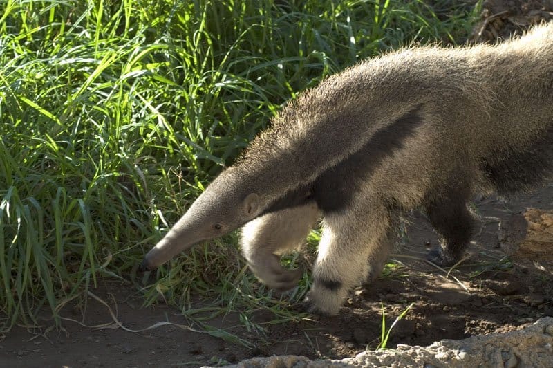 pet anteater