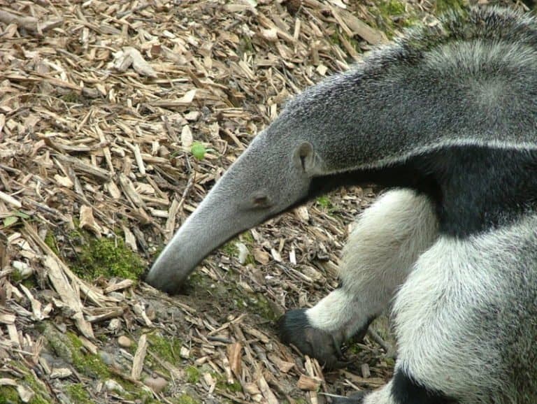 Giant Anteater seaching for food