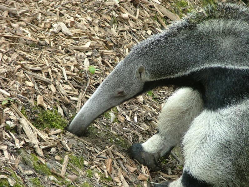 A side view of an anteater