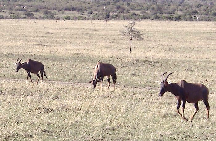 Topi, Massai-Mara, Kenya