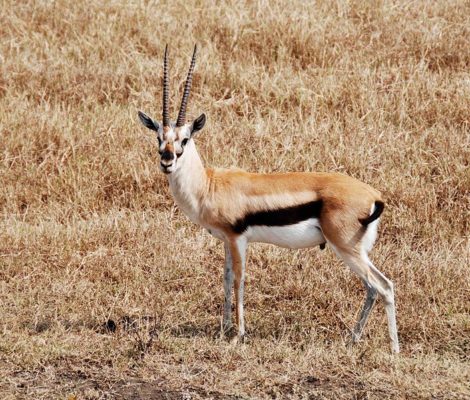 Antelope (Alcelaphinae) | AZAnimals.com