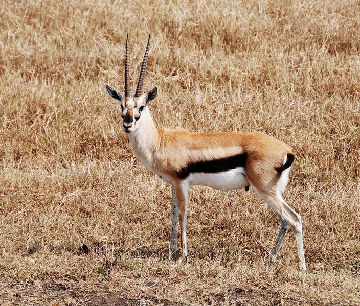 Gazelle de Thompson mâle.  Cratère du Ngorongoro, Tanzanie