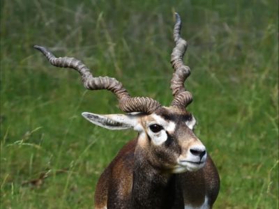 A Antelope