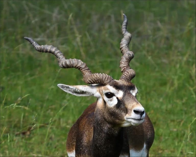 Black buck antelope