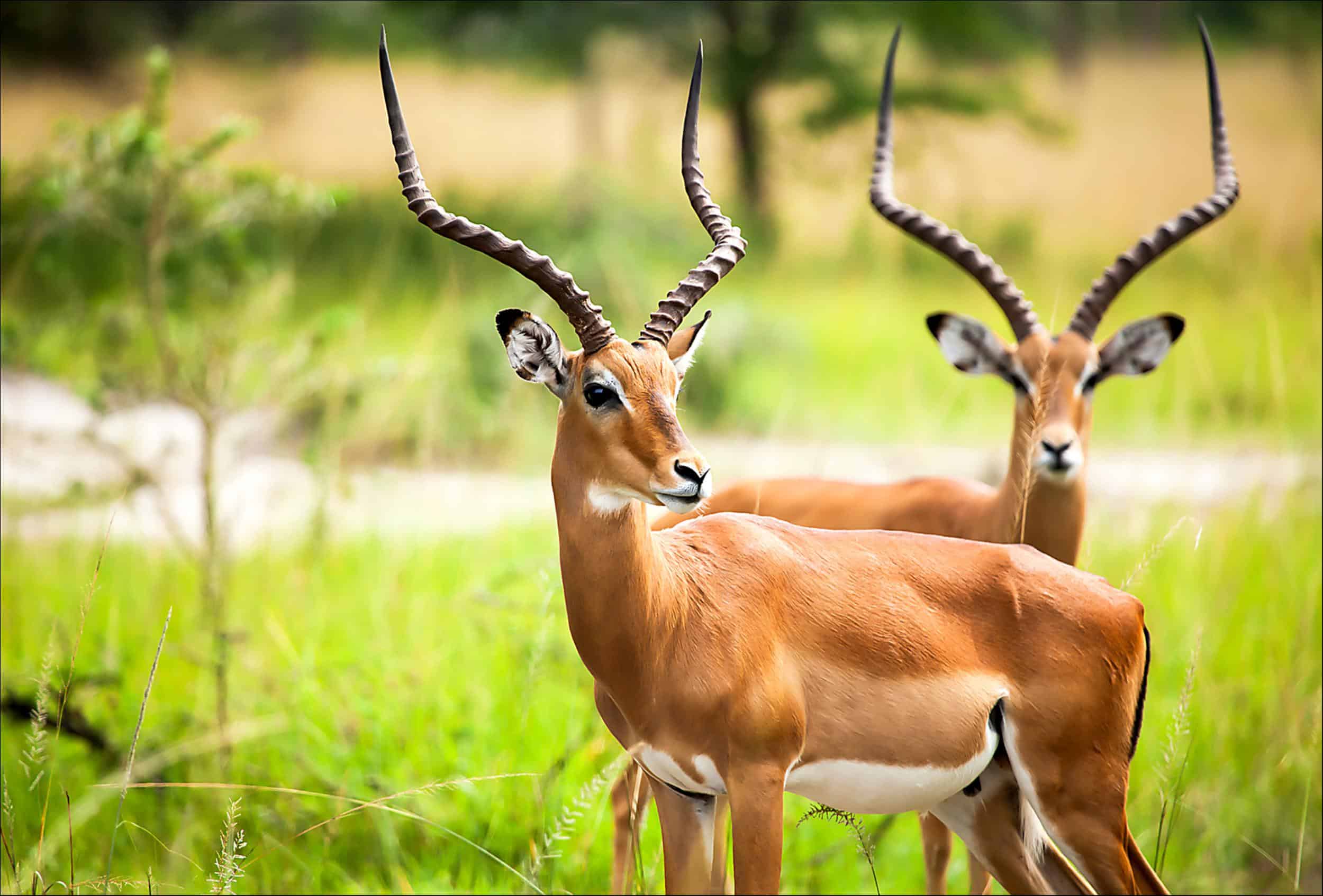 Antelope on grassland