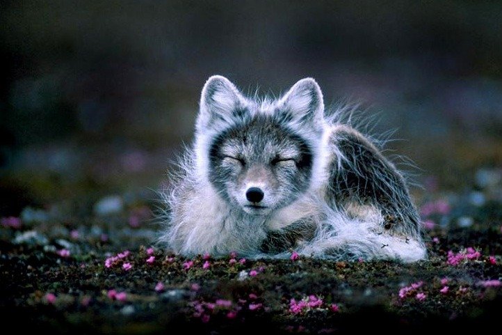 Arctic Fox on ground