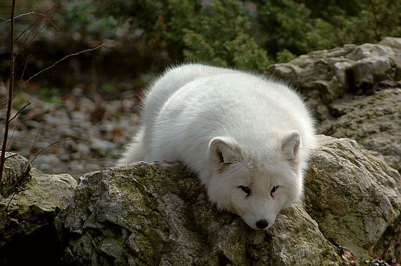 Arctic Fox lying on rock