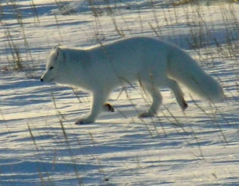 Arctic fox (Wapusk National Park, Manitoba, Canada)