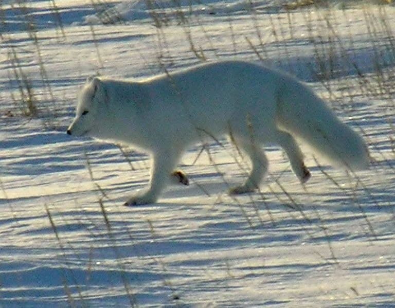 Arctic Fox Pictures - AZ Animals