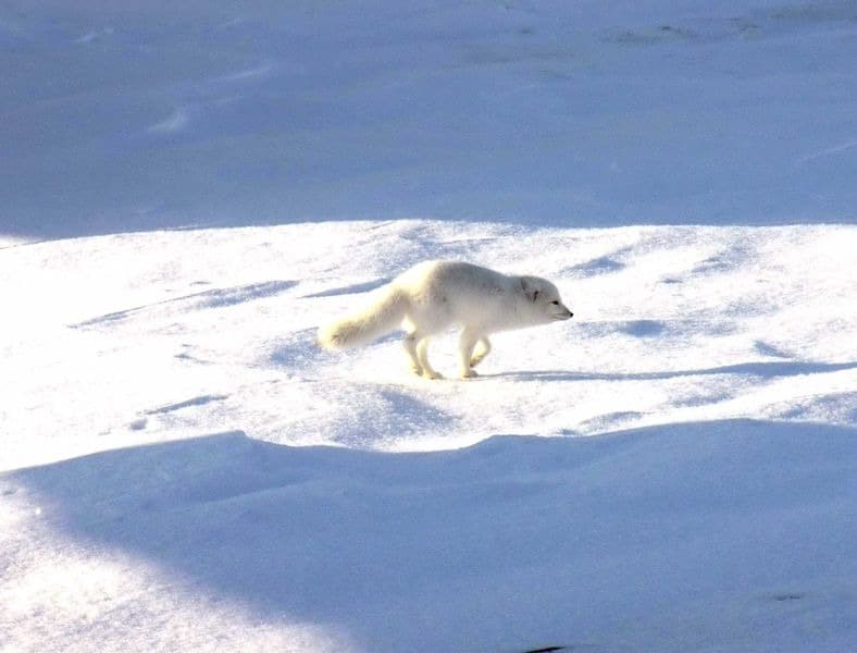 An arctic fox on the hunt.