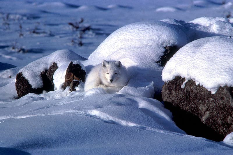 Arctic Fox in snow