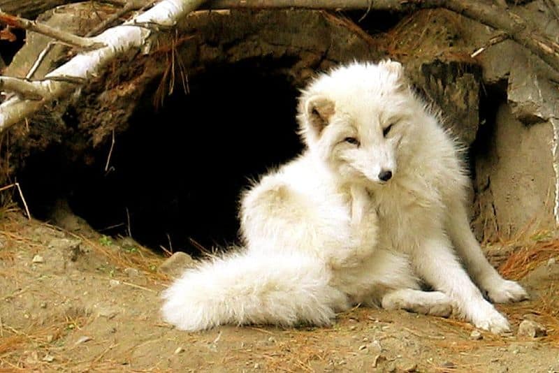 Arctic Fox Animal Facts | Vulpes lagopus | AZ Animals