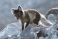 Arctic Fox (Vulpes lagopus) | AZAnimals.com