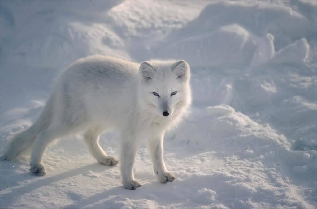 Arctic Fox on snow