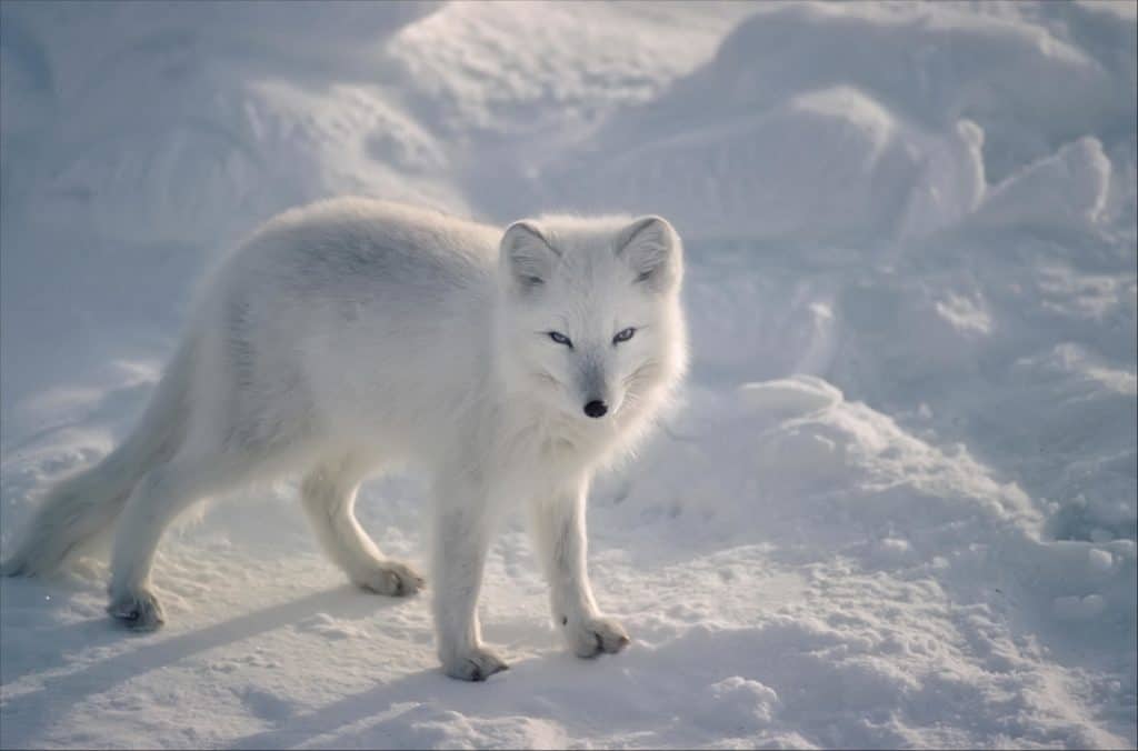 Nearly Invincible The 10 Toughest Animals On Earth A Z Animals