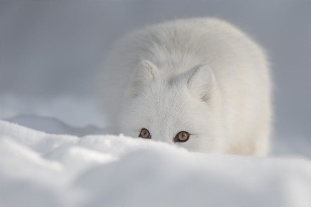 arctic fox eating plants