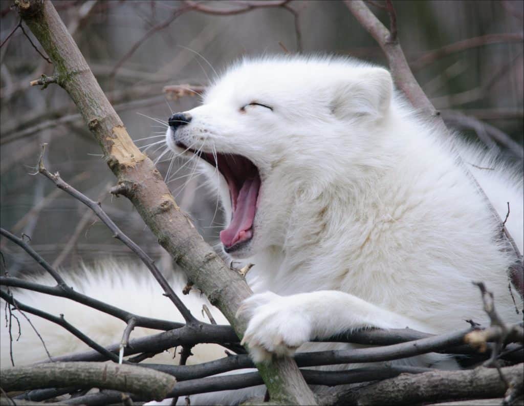 Arctic Fox lying on snow