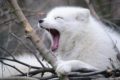 Arctic Fox (Vulpes lagopus) | AZAnimals.com