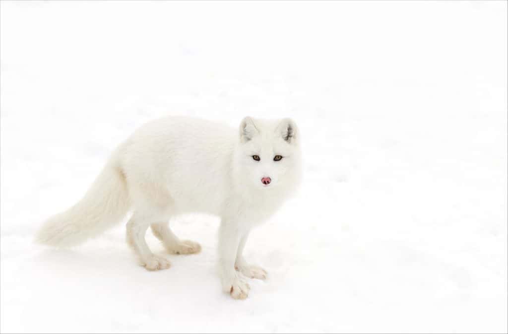 Arctic Fox lying on white background