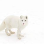 Arctic fox Vulpes lagopus isolated on white background standing in the snow in winter looking at the camera in Canada