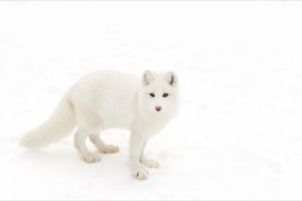 Arctic fox Vulpes lagopus isolated on white background standing in the snow in winter looking at the camera in Canada