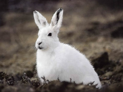 A Arctic Hare