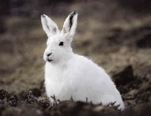 rabbit grass north pole