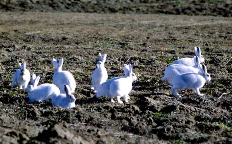 A group of arctic hares