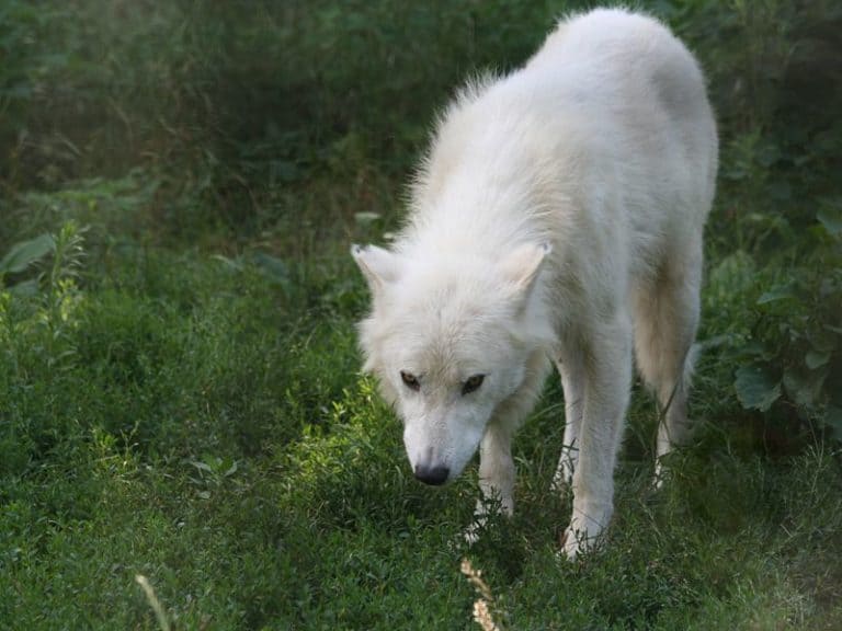 Leering Arctic Wolf
