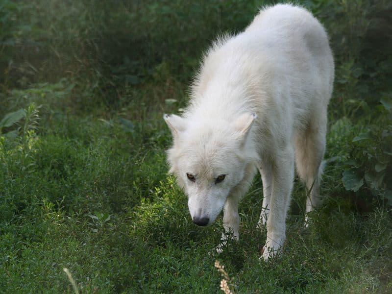 Baby Arctic Wolf With Mom