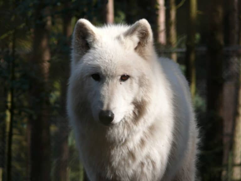 Polarwolf - Canis lupus arctos