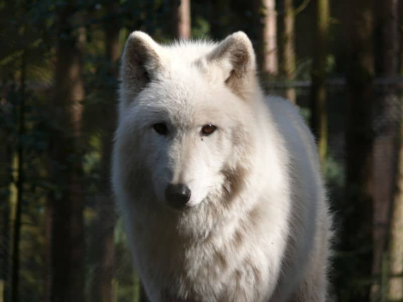 arctic wolf with blue eyes