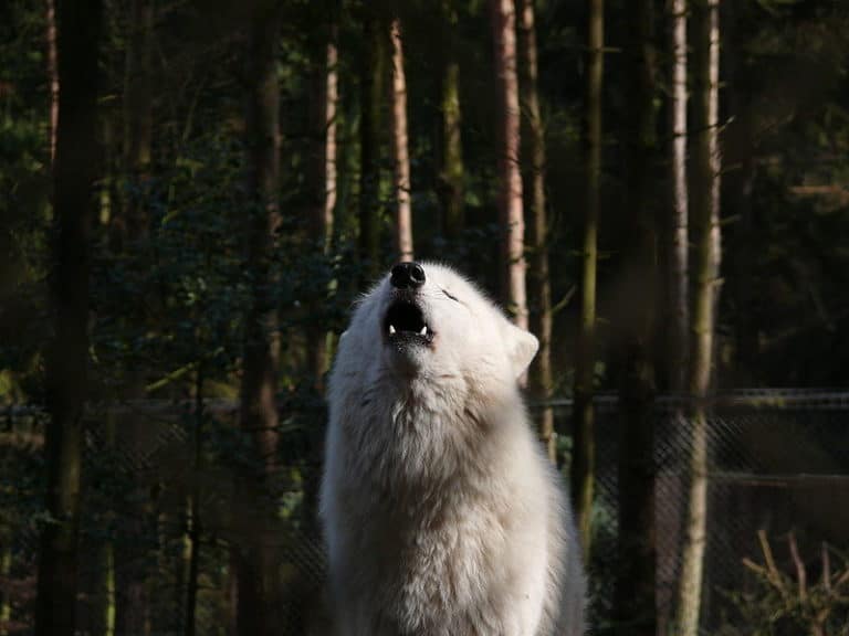 Polar Wolf, howlng
