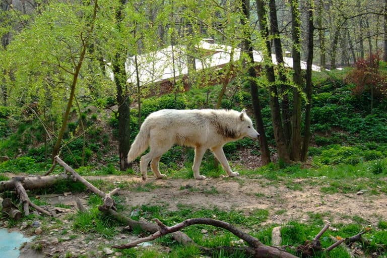 Arctic Wolf, Zoo Brno
