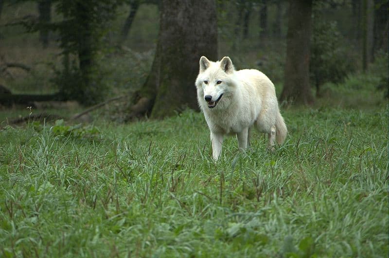 Arctic Wolf - A-Z Animals