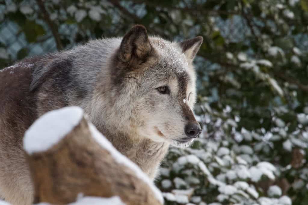 Wolf in the snow