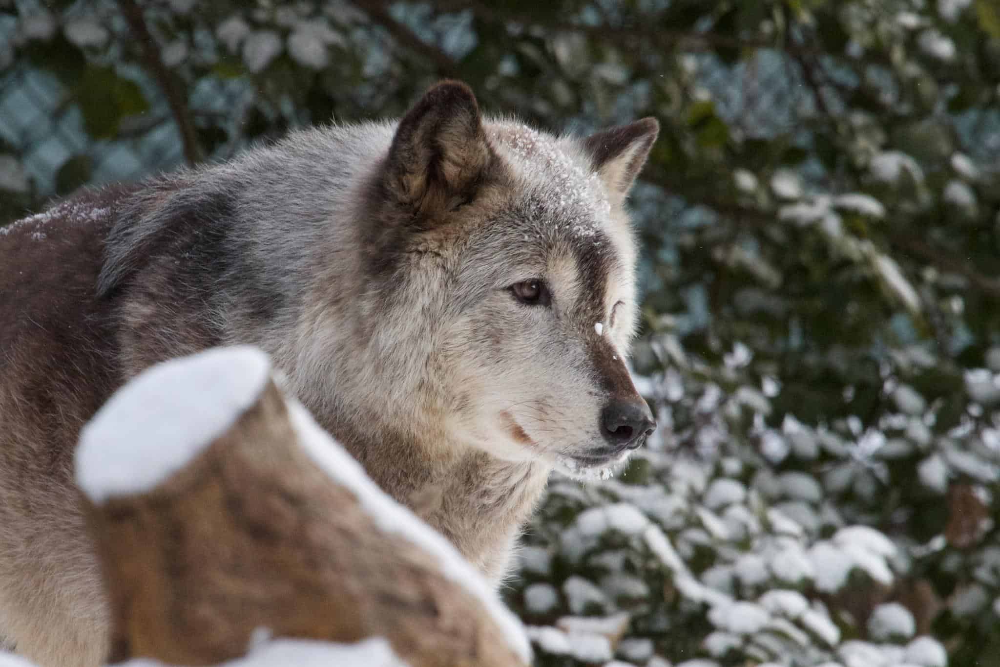 arctic wolf