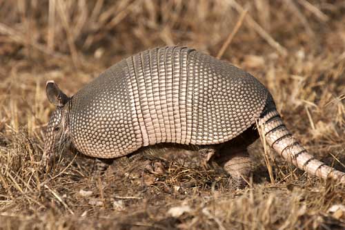Armadillo photo showing scaley shell and tail