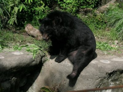 Asiatic Black Bear Animal Facts Ursus Tibetanus Az Animals