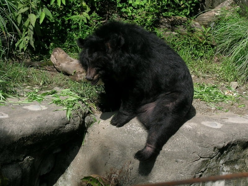 asiatic black bear wallpaper