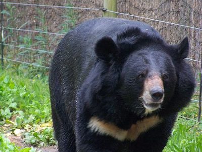 Asiatic Black Bear Animal Facts Ursus Tibetanus Az Animals