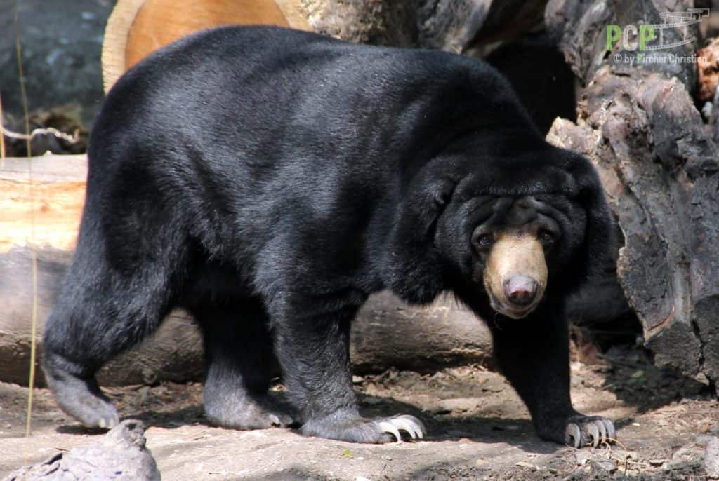 Moon Bear vs Sun Bear: What Are the Differences? - A-Z Animals