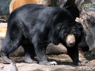 Asiatic Black Bear Animal Facts | Ursus tibetanus | AZ Animals