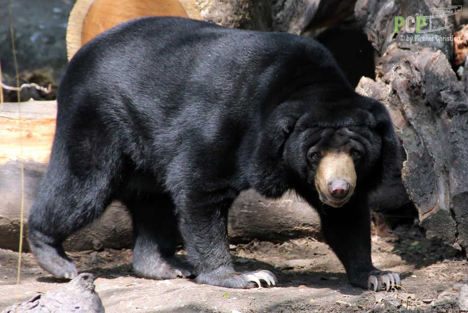 Asian Bear - wide 6