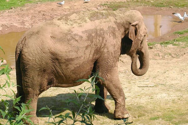 Asian Elephant (Elephas Maximus) | AZAnimals.com