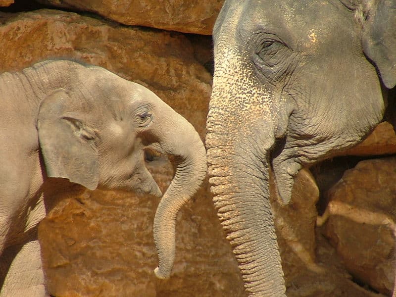 An Asian elephant and baby at the Bible Zoo in Jerusalem