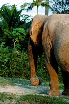 Asian Elephant (Elephas Maximus) | AZAnimals.com